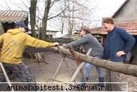 a 4 poza :nod: poze cu animal x si fanii